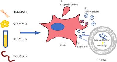 An overview of the efficacy and signaling pathways activated by stem cell-derived extracellular vesicles in diabetic kidney disease